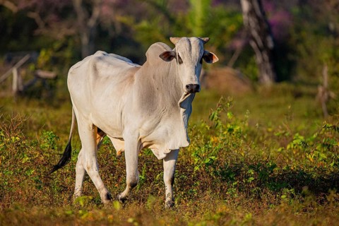Brahminy cattle (Bos primigenius indicus) Pantanal Brazil