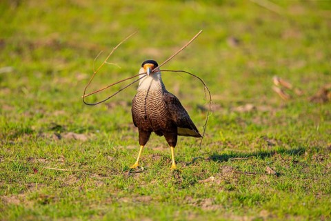 Crested caracara (Polyborus plancus) Pantanal Brazil