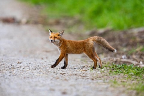 Fox (Vulpes vulpes) puppy Germany