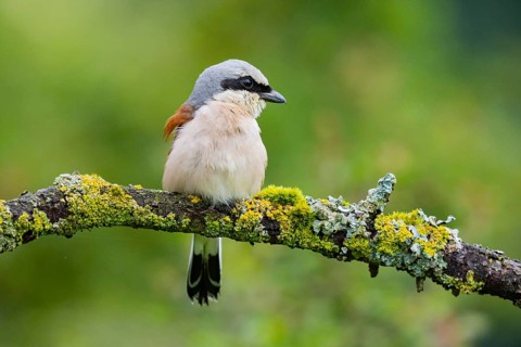 Red-backed shrike (Lanius collurio) ml Germany