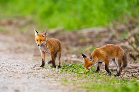 Fox (Vulpes vulpes) puppy Germany