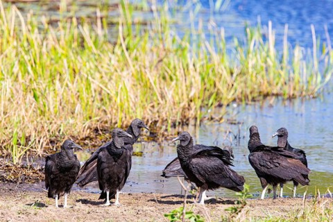 Raven Vulture (Coragyps atratus) Pantanal Brazil