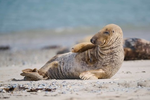 Grey seal (Halichoerus grypus) lying on the beach, Düne, Helgoland, Schleswig-Holstein, Germany,