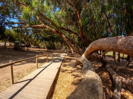 Scenic wooden walkway meandering through a tranquil eucalyptus forest, inviting exploration and