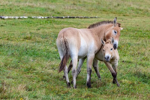 Przewalski's horse (Equus przewalski) capive Germany