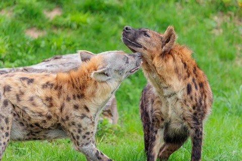 Two adult spotted hyenas (Crocuta crocuta), one male and one female, display courtship behaviour