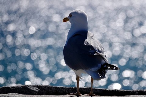 Seagull in front of the glittering waters of the Baltic Sea, Mecklenburg-Vorpommern, Germany,