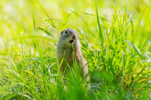 European ground squirrel (Spermophilus citellus) on a meadwo, Bavaria, Germany, Europe