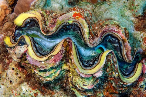 Underwater photo close-up of juvenile specimen of giant clam (Tridacna maxima) common name blue