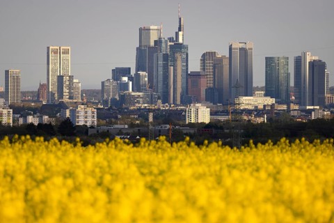 Rape fields bloom in spring in front of the Frankfurt banking skyline, Frankfurt am Main, Hesse,