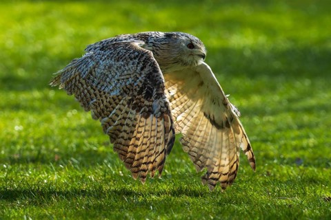 An owl flies low over a sunlit green meadow, Siberian Eagle Owl (Bubo bubosibiricus), Germany,
