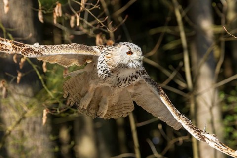 Owl flying through the forest, wings wide open in natural environment, Siberian Eagle Owl (Bubo