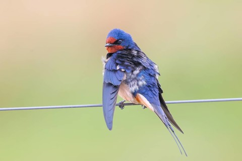 Barn Swallow (Hirundo rustica) sitting on a wire, wildlife, animals, birds, swallows, migratory