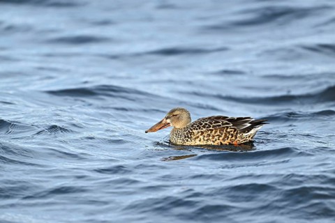 Northern shoveler (Spatula clypeata) (Syn.: Anas clypeata), female swimming on Lake Zug,