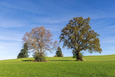 English oak (Quercus robur), lime tree (Tilia platyphyllos) in autumn in a meadow, fir trees,