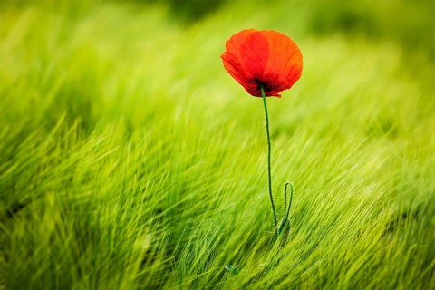 Red poppy in green field. South Moravia, Czech Republic, Europe