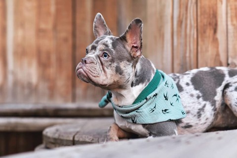 French Bulldog dog with green neckerchief lying down between wooden industrial cable drums