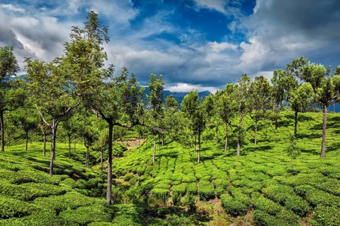 Green tea plantations in hills with dramatic sky. Munnar, Kerala, India, Asia