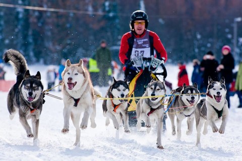Sled dog race in Nassau Erzgeb