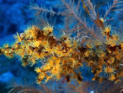 Yellow cluster anemone (Parazoanthus axinellae), dive site Las Cabras, La Palma, Canary Islands,