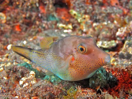 Pufferfish (Canthigaster rostrata) at night. Dive site Los Cancajos, La Palma, Canary Islands,