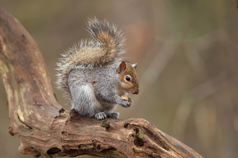 Grey squirrel (Sciurus carolinensis) adult animal feeding on a nut on a tree branch, Suffolk,