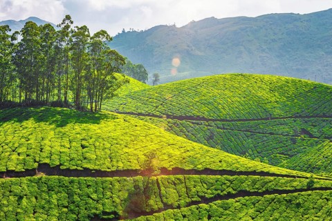 Kerala landmark, tea plantations in Munnar, Kerala, India. With lens flare and light leak