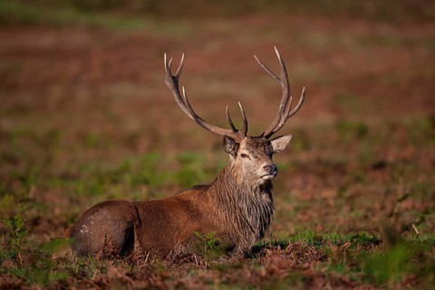 Red deer (Cervus elaphus) adult male stag sitting amongst Bracken, Leicestershire, England, United