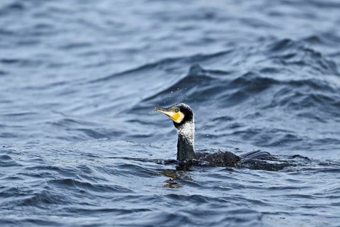 Great cormorant (Phalacrocorax carbo), swimming on Lake Zug, Switzerland, Europe