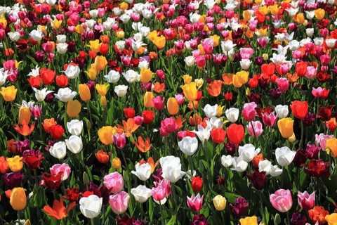 Many colourful tulips in one area