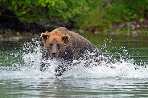 Brown bear (Ursus arctos) hunting for salmon in the water, Lake Clark National Park, Alaska