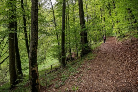 Hiking trail to the Reußenstein ruins, Wiesensteig, Swabian Alb, Baden-Württemberg, Germany, Europe