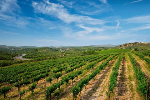 Wineyard with grape rows. Crete island, Greece, Europe