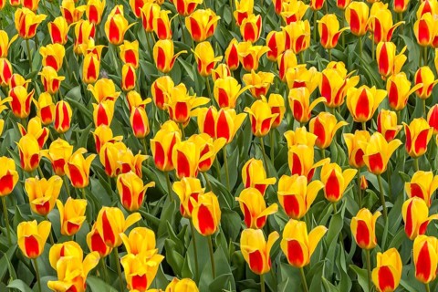 Bed with colourful tulips, Germany, Europe