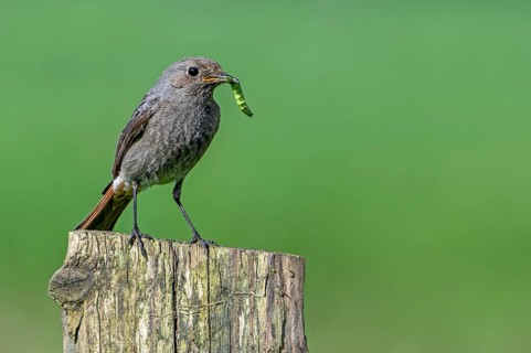 Black redstart (Phoenicurus ochruros gibraltariensis) female, first calendar year male perched on