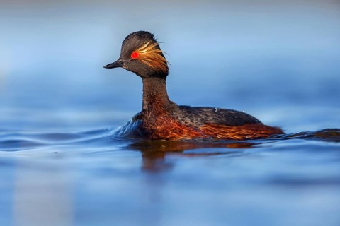 Black-necked grebe (Podiceps nigricollis), swimming in the water, Hides de El Taray / Floating Hid,
