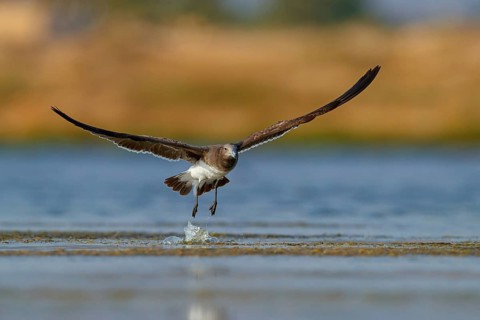 Hemprich's Gull, (Larus hemprichii), medium sized, rusty brown, flight photo, Raysut, Salalah,
