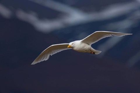 Glaucous gull (Larus hyperboreus), Norway, Spitsbergen, aerial photograph, Longyearbyen, Svalbard /