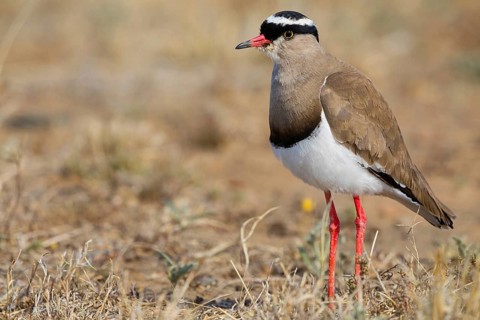 Crowned Lapwing, (Vanellus coronatu), Wakkerstrom surroundings, Wakkerstrom, Mpumalanga, South