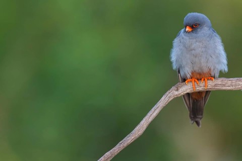 Red-footed Falcon, (Falco vespertinu), perching station, falcon family, Tower Hide, Tiszaalpár,