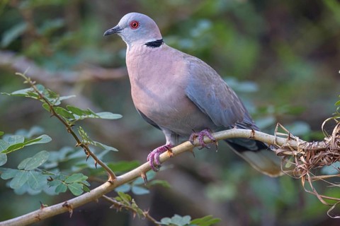 Mourning collared dove (Streptopelia decipiens), Lamin rice fields, Abuko, South Bank, Gambia,