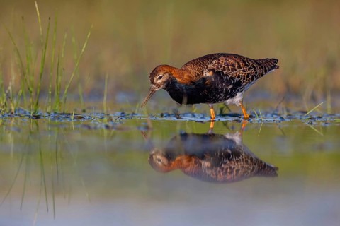 Ruff (Philomachus pugnax), male, Narew, Bialystok, Podlasie, Poland, Europe