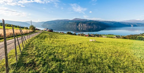 Sheep greasing above the fjord, village Utvik at the Nordfjord, Norway, Europe