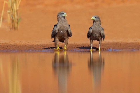 Black Kite, (Milvus aegyptius), Morgan Kunda lodge / road to Kat, Jajari, North Bank, Gambia,