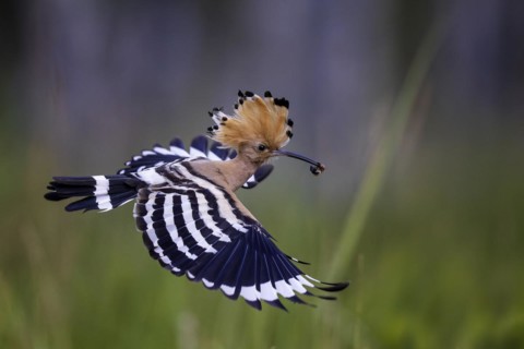 Hoopoe (Upupa epops) with caterpillar as food, prey, adult bird, Bird of the Year 2022, erect cap,