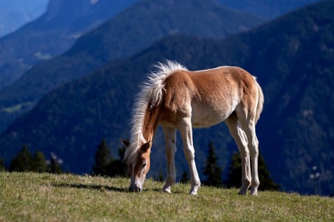 Haflinger horses, foal (Equus ferus caballus) on the pasture, mountain meadow, Vigiljoch near Lana,