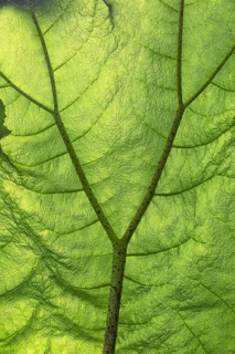 Macro image of a green leaf, showing the veins and structure in detail, illuminated by light