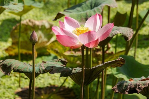 Lotus Flower (Nelumbo nucifera), Bali, Indonesia, Asia