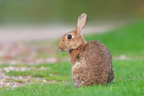 Wild rabbit (Oryctolagus cuniculus), in a meadow, adult, alert, wildlife, mammal, Baltic Sea coast,