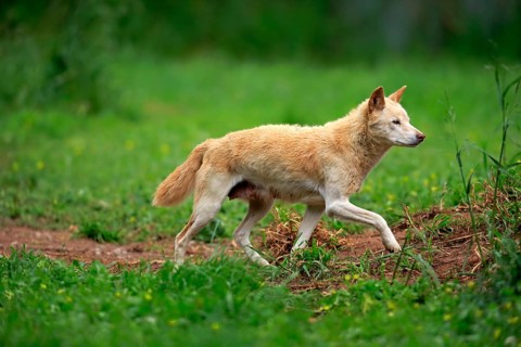 Dingo (Canis lupus dingo), adult, running, Australia, Oceania